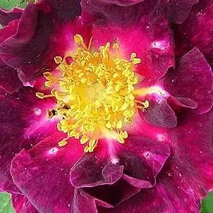 Trandafiri online - Violet - trandafir gallica - trandafir cu parfum intens - Rosa Violacea - - - Puternic parfumat, flori roșu violet